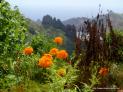 Thumbnail for Flowers and Rock Spires